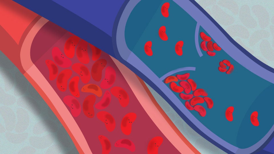 Illustration of blood in veins and arteries